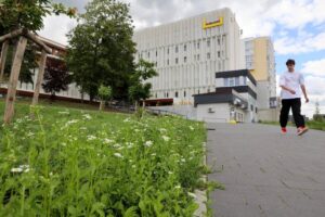 Різнотравна ділянка у Львові